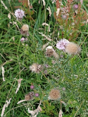 photo of Creeping Thistle