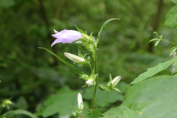 photo of Nettle Leaved Bellflower