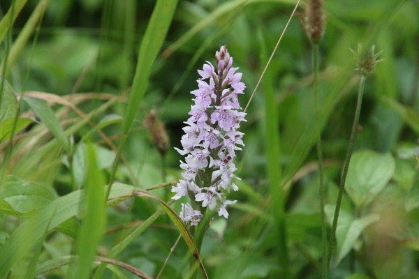 photo of Common Spotted Orchid