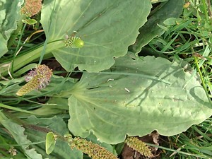 photo of Greater Plantain