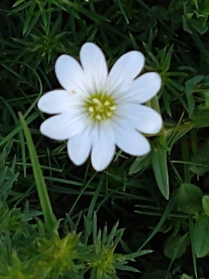 photo of Field Mouse Ear