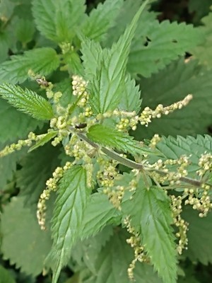 photo of Common Nettle