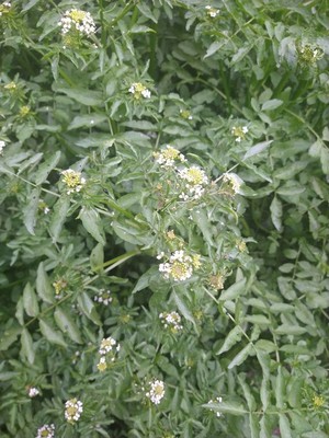 photo of Water Cress