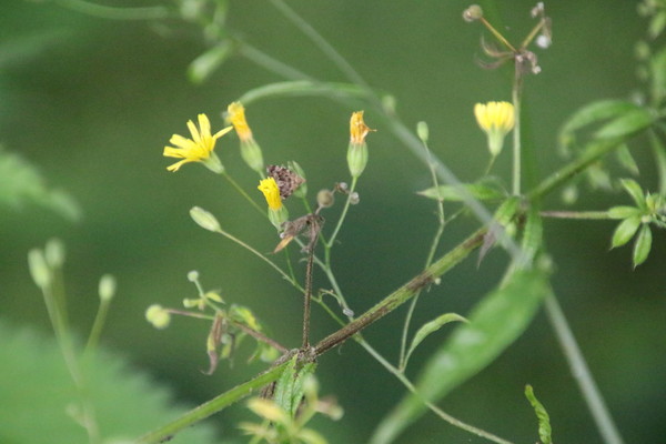 photo of Nipplewort