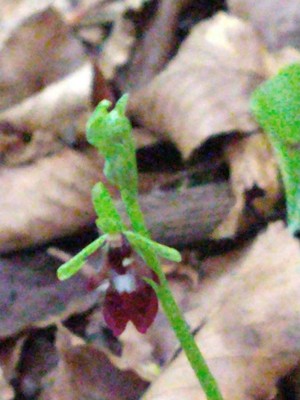 photo of Fly Orchid