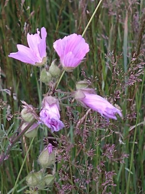 photo of Greater Musk Mallow