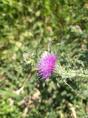 photo of Spear Thistle