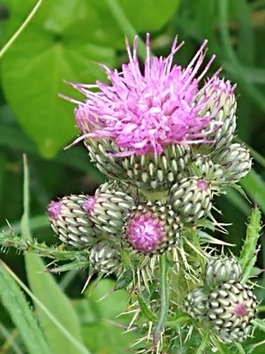 photo of Marsh Thistle