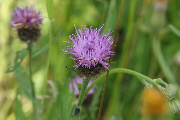 photo of Common Knapweed