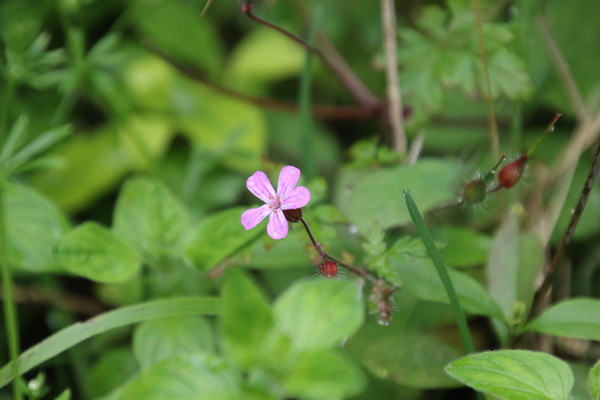 photo of Herb Robert