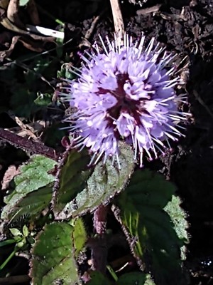 photo of Water Mint