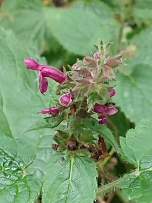 photo of Hedge Woundwort