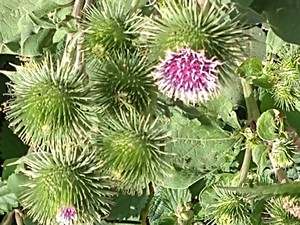 photo of Lesser Burdock