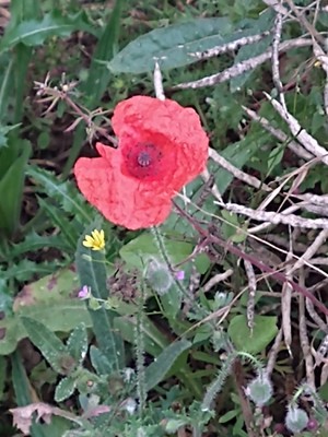photo of Common Poppy