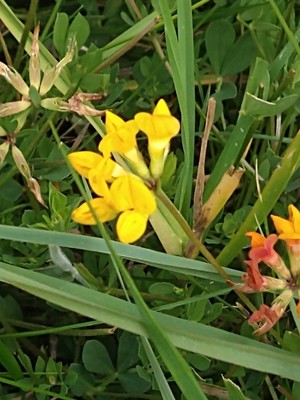 photo of Bird's Foot Trefoil