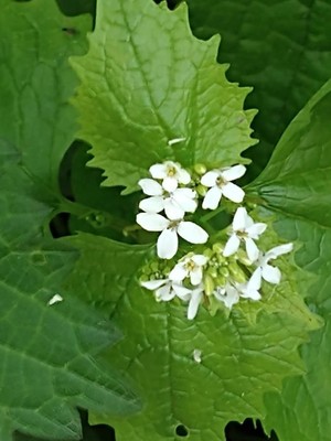 photo of Garlic Mustard