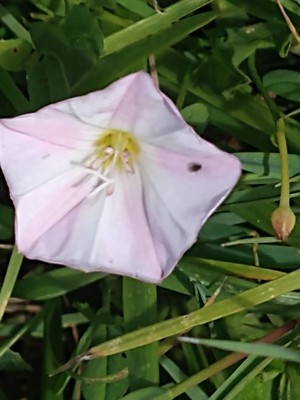 photo of Field Bindweed