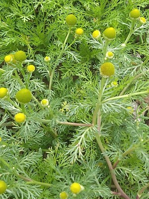 photo of Pineappleweed