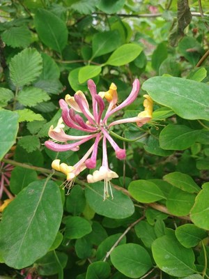 photo of Etruscan Honeysuckle
