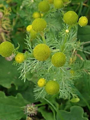 photo of Pineappleweed