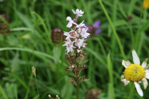 photo of Common Spotted Orchid
