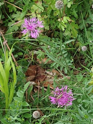 photo of Greater Knapweed