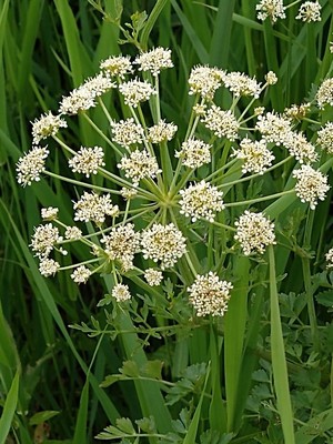 photo of Hemlock Water Dropwort