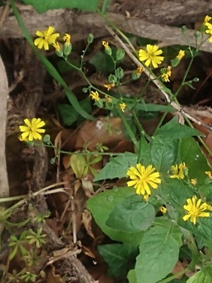 photo of Nipplewort