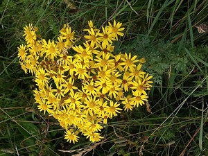 photo of Ragwort