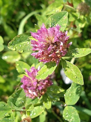 photo of Red Clover
