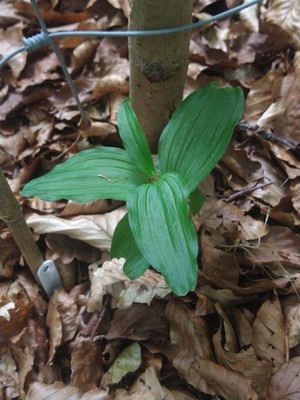 photo of Narrow Lipped Helleborine