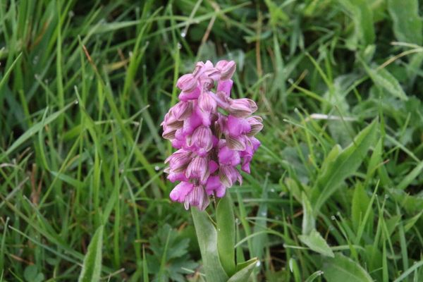 photo of Green Winged Orchid