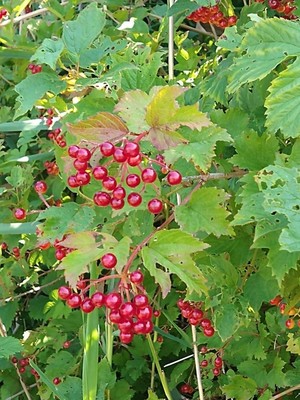 photo of Guelder Rose
