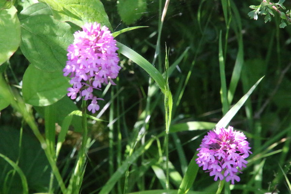 photo of Pyramidal Orchid
