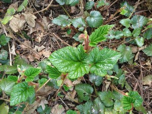 photo of Chinese Bramble