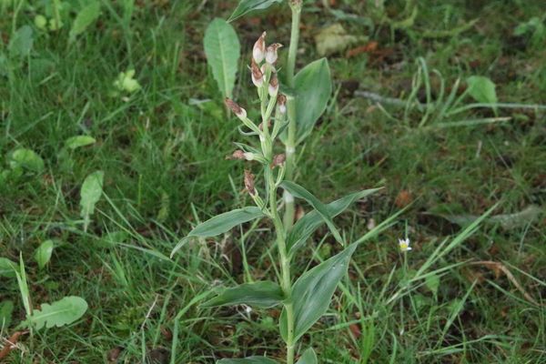 photo of White Helleborine