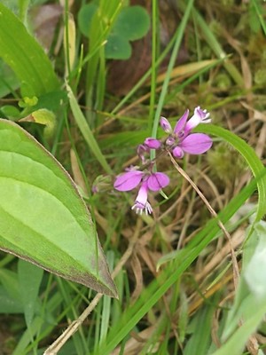 photo of Common Milkwort