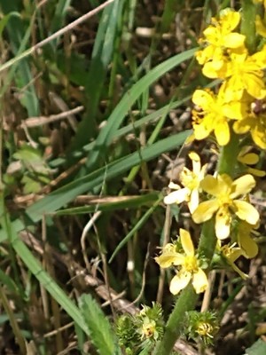 photo of Agrimony