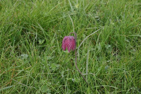 photo of Snake's Head Fritillary