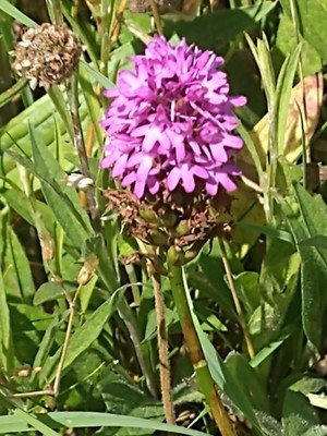 photo of Pyramidal Orchid