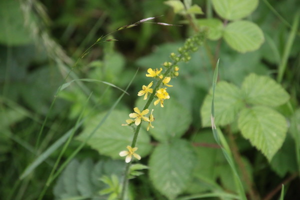 photo of Agrimony