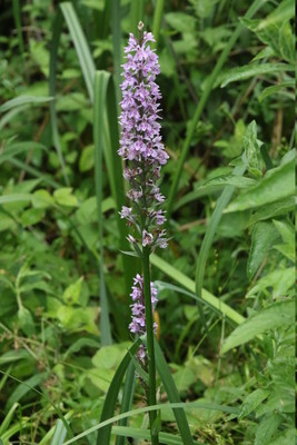 photo of Common Spotted Orchid