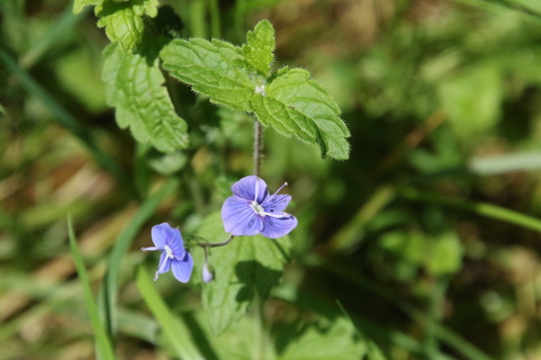 photo of Germander Speedwell