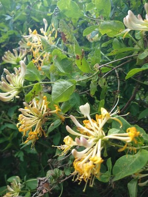 photo of Honeysuckle