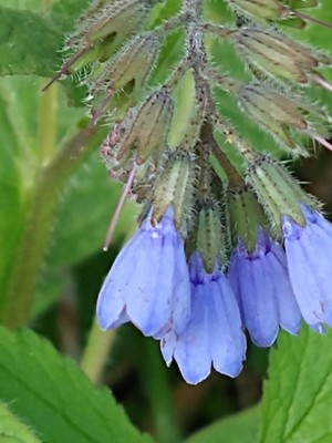 photo of Common Comfrey