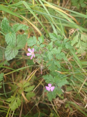 photo of Herb Robert
