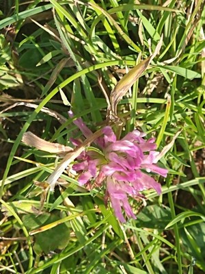 photo of Red Clover