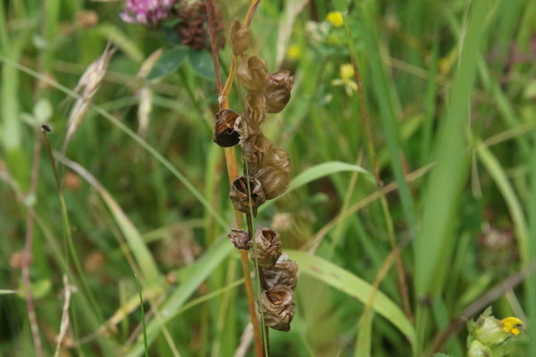 photo of Yellow Rattle
