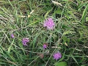 photo of Brown Knapweed