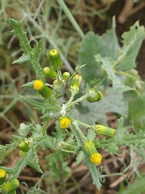 photo of Groundsel
